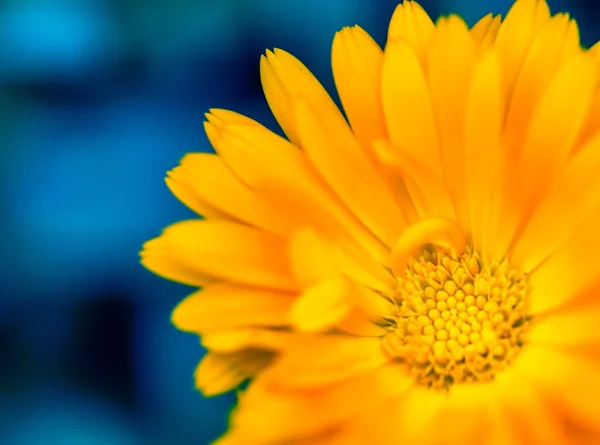 Beautiful marigold (Calendula) in close up — Stock Photo, Image