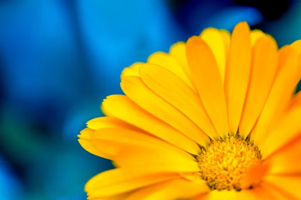 Beautiful marigold (Calendula) in close up — Stock Photo, Image