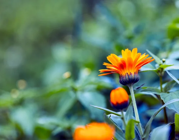 Gyönyörű marigold (körömvirág) a közelről — Stock Fotó