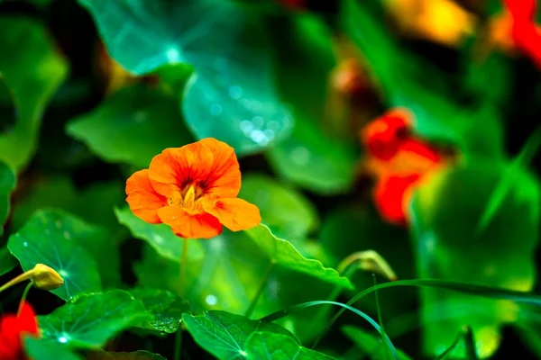 De belles fleurs de nasturtium fleurissent — Photo