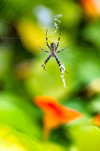 Aranha tigre sentado em sua teia — Fotografia de Stock