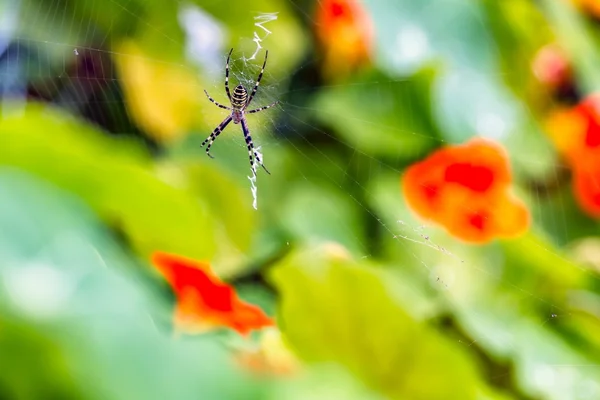 Aranha tigre sentado em sua teia — Fotografia de Stock