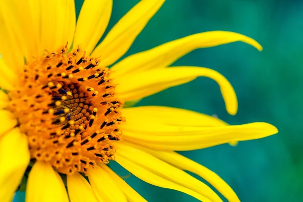 Macro of decorative sunflower — Stock Photo, Image