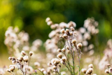 Thistle güzel ışık çiçekler solmuş