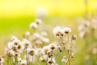 Thistle güzel ışık çiçekler solmuş