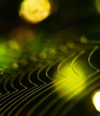 Örümcek ağı sabah ışık