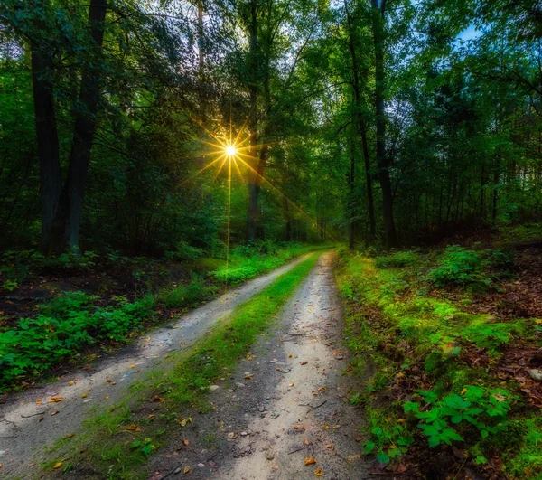 Sabah hafif ormanında — Stok fotoğraf