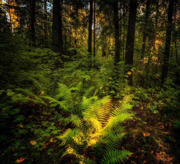Wald im Morgenlicht — Stockfoto