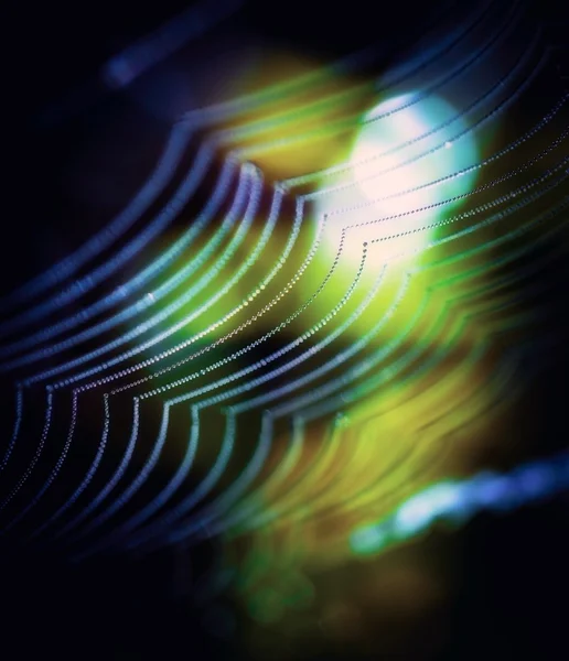 晨光中的蜘蛛网 — 图库照片
