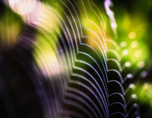 Teia de aranha na luz da manhã — Fotografia de Stock