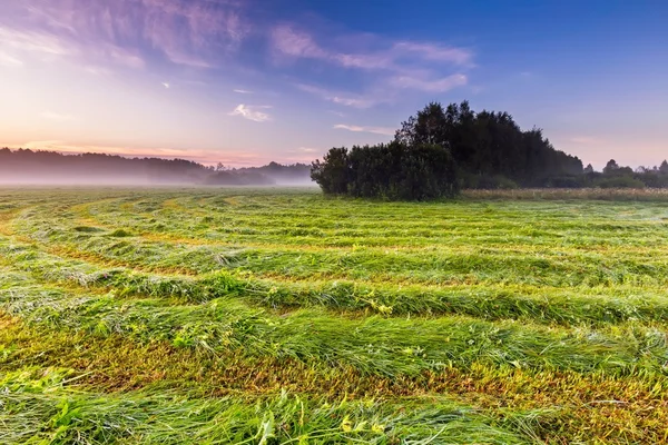 Ochtend mistig weide in Poolse platteland — Stockfoto