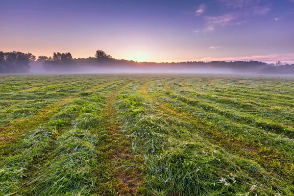 Ochtend mistig weide in Poolse platteland — Stockfoto