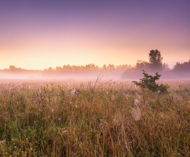 Lehçe kırsal sabah sisli çayır