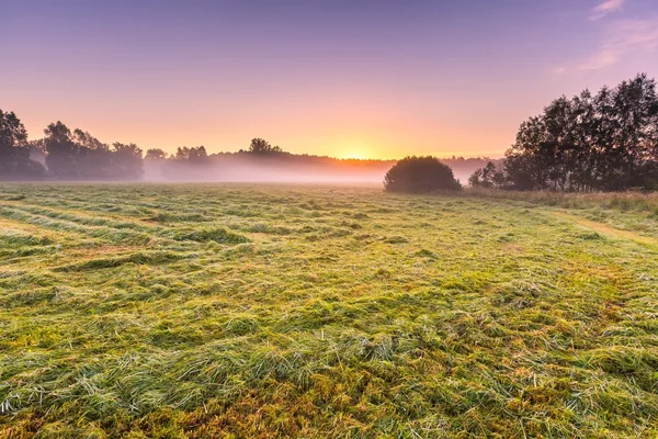 Morgens neblige Wiese in polnischer Landschaft — Stockfoto