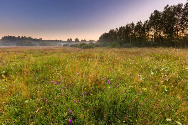 Mañana prado brumoso en el campo polaco —  Fotos de Stock
