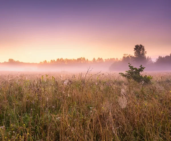 Morning foggy meadow in polish countryside — Stock Photo, Image