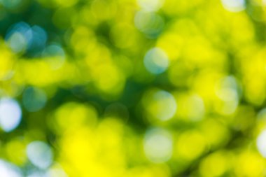 Orman bokeh arka plan