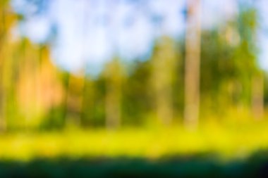 Orman bokeh arka plan