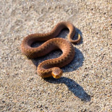 Tarih Pzr tadını çıkarma adder (Vipera Berus)