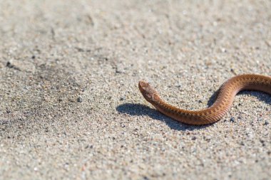 Tarih Pzr tadını çıkarma adder (Vipera Berus)