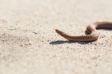 Tarih Pzr tadını çıkarma adder (Vipera Berus)