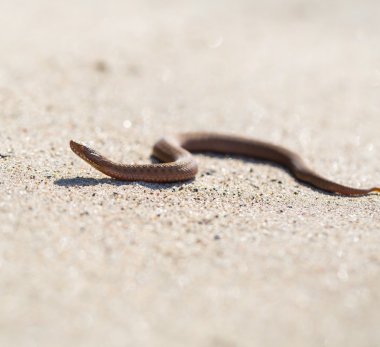Tarih Pzr tadını çıkarma adder (Vipera Berus)