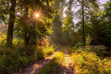 Güzel erken sonbahar Avrupa orman manzara