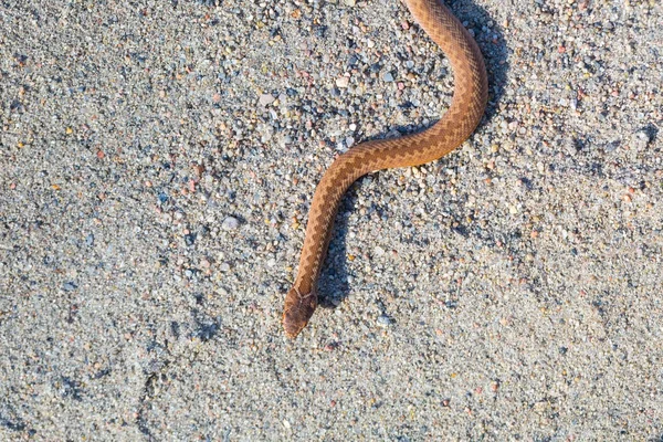 Adder (Vipera Berus) basking on sun — Stock Photo, Image