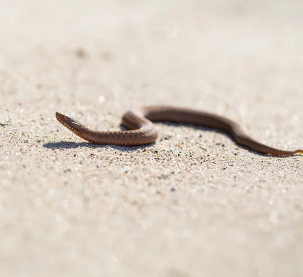 Huggorm (Vipera Berus) sola på solen — Stockfoto