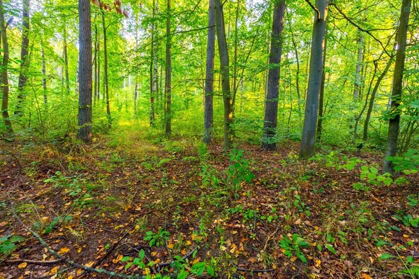 Prachtige vroege herfst Europese boslandschap — Stockfoto