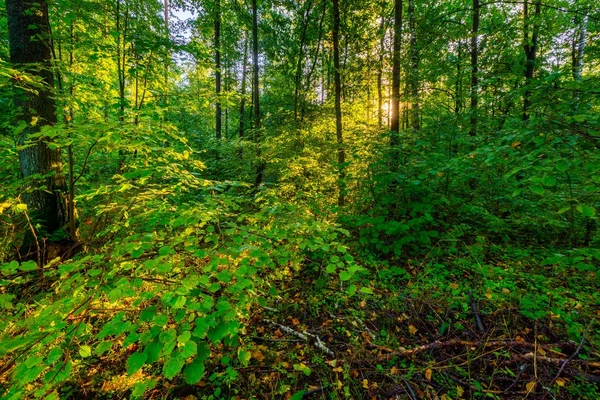 Hermoso paisaje forestal europeo de principios de otoño — Foto de Stock