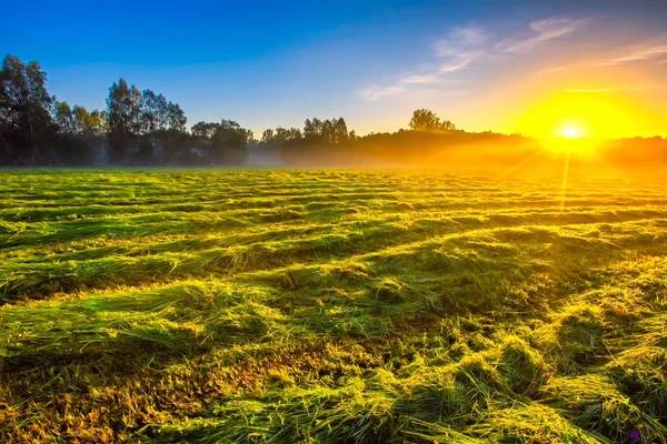 Paisaje del prado nebuloso de la mañana en el campo polaco — Foto de Stock