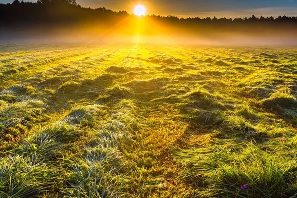 Paisaje del prado nebuloso de la mañana en el campo polaco — Foto de Stock