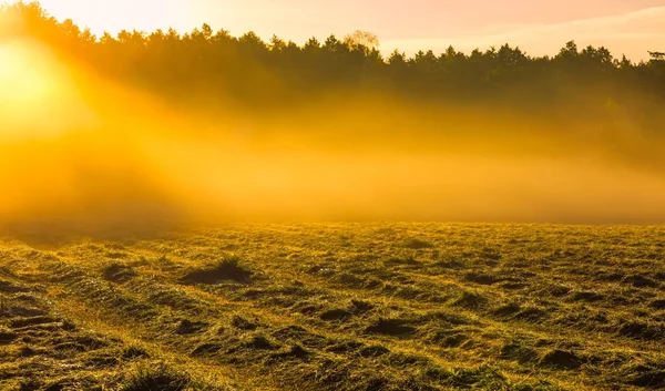 Paisaje del prado nebuloso de la mañana en el campo polaco — Foto de Stock