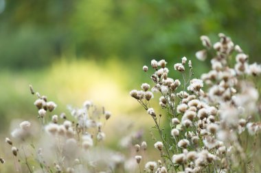 Thistle çiçekler solmuş.