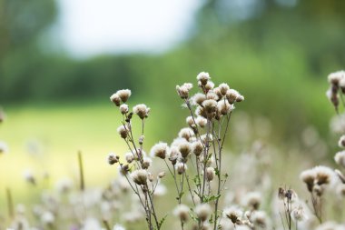 Thistle çiçekler solmuş.
