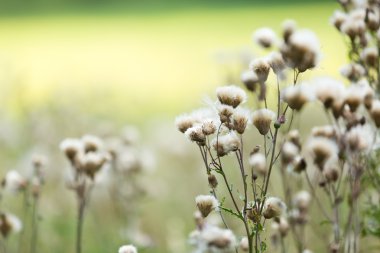 Thistle çiçekler solmuş.