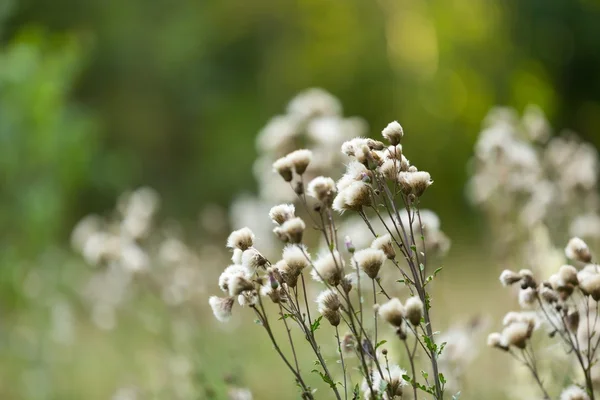 アザミの花が枯れた. — ストック写真