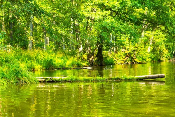 Rio selvagem na floresta, rio polonês Omulew — Fotografia de Stock