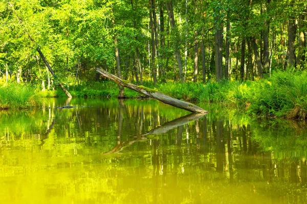 Wild river in forest, polish river Omulew — Stock Photo, Image