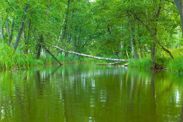 Дикая река в лесу, польская река Омулью — стоковое фото