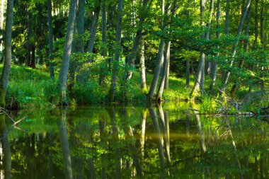Vahşi nehir orman, Lehçe nehir Omulew