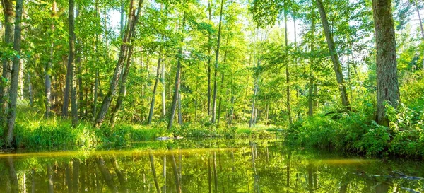 Rio selvagem na floresta, rio polonês Omulew — Fotografia de Stock