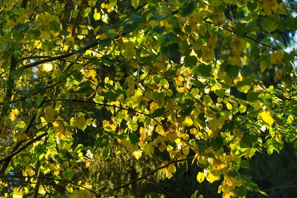 Желтая осенняя липа — стоковое фото