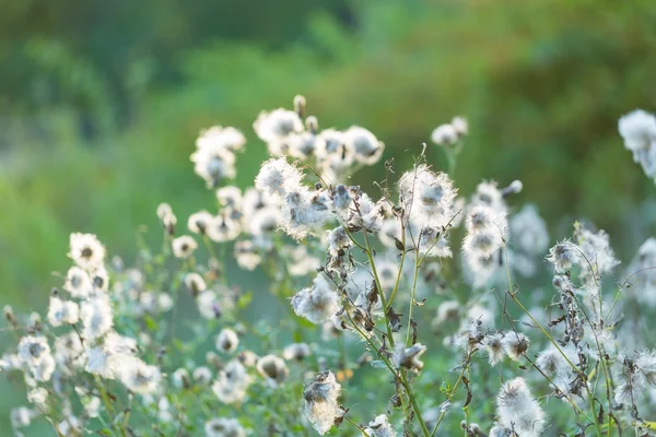 Flores de cardo marchitas en la luz del atardecer — Foto de Stock