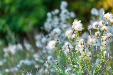 Thistle çiçek günbatımı ışık solmuş