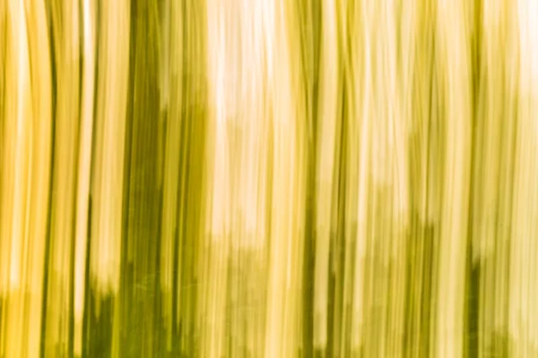 Blurry abstraction of natural forest. — Stock Photo, Image