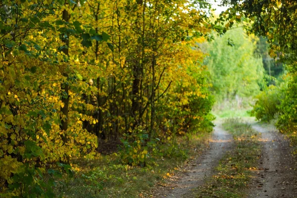 Jesienny alley, piaszczysta droga i kolorowe liście — Zdjęcie stockowe