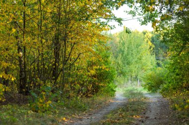 Sonbahar Salonu, kumlu yol ve renkli yaprakları