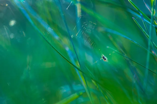 Pavouk sedící na jeho webu v zelené trávě — Stock fotografie
